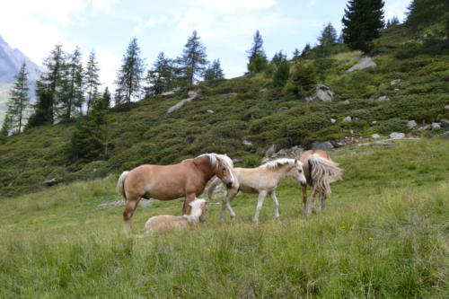 Pfelders