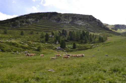 Pfelders