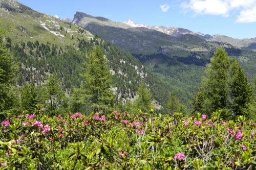 Martelltal